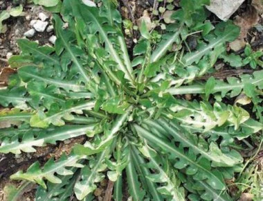 Η γιαγιά μας το γνώριζε και η επιστήμη το επιβεβαίωσε: Δείτε τις θεραπευτικές ιδιότητες της ρίζας αυτού του φυτού